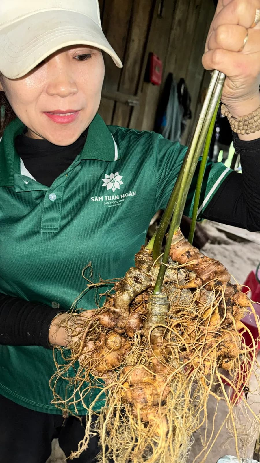 Bàn tay cầm bó sâm Ngọc Linh tươi nhiều củ, người mặc áo đồng phục Sâm Tuấn Ngân